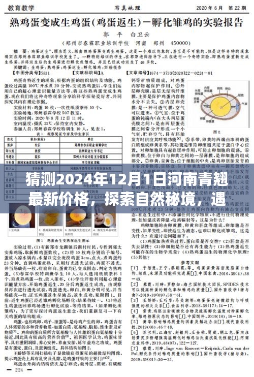 2024年河南青翘最新价格预测，探寻自然秘境中的青翘之舞