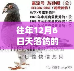 鼓舞人心的励志之旅，天落鸽的奇迹与力量，历年12月6日的故事更新