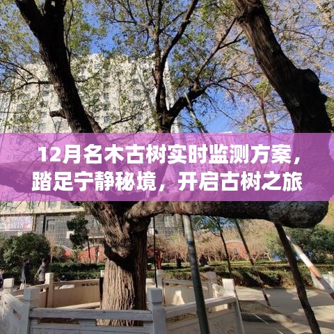 12月名木古树实时监测方案，古树之旅的心灵探寻之旅