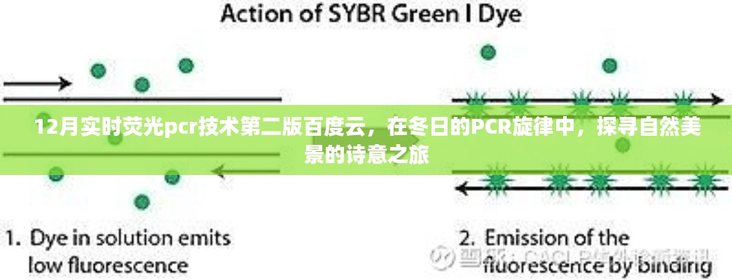 冬日的PCR旋律，探寻自然美景的诗意之旅与实时荧光PCR技术第二版百度云资源