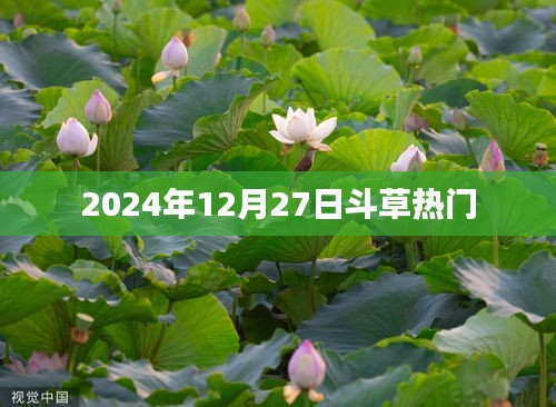 斗草热潮来袭，2024年12月27日的盛况