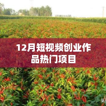 短视频创业热门项目揭秘，12月热门作品盘点