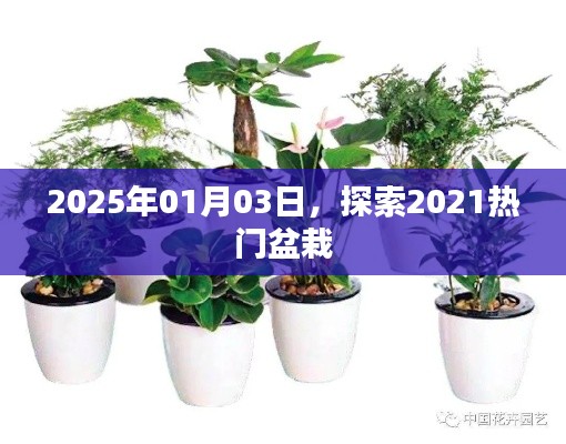 探索热门盆栽，预测2025年盆栽流行趋势