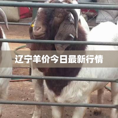 辽宁羊价今日最新行情