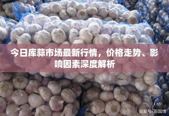 今日库蒜市场最新行情，价格走势、影响因素深度解析