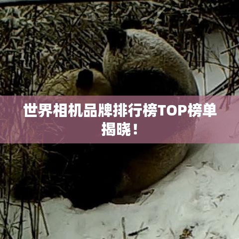 世界相机品牌排行榜TOP榜单揭晓！