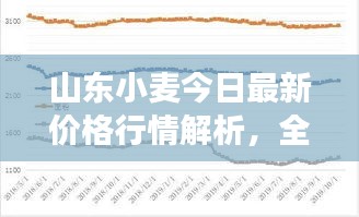 山东小麦今日最新价格行情解析，全面分析市场走势