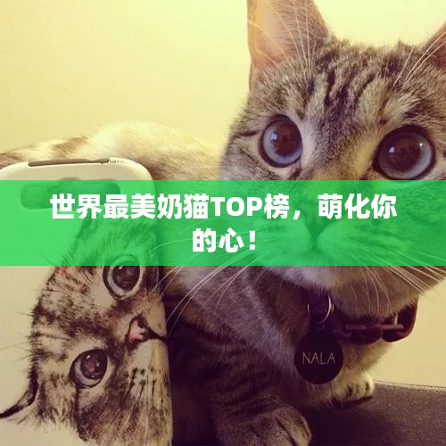 世界最美奶猫TOP榜，萌化你的心！
