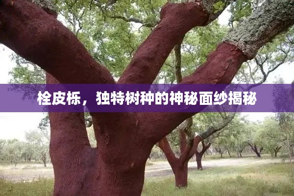 栓皮栎，独特树种的神秘面纱揭秘