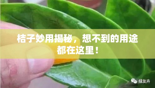 桔子妙用揭秘，想不到的用途都在这里！