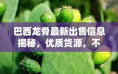 巴西龙骨最新出售信息揭秘，优质货源，不容错过！