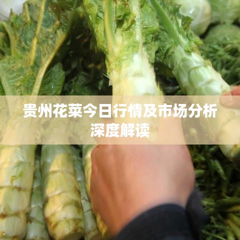 贵州花菜今日行情及市场分析深度解读