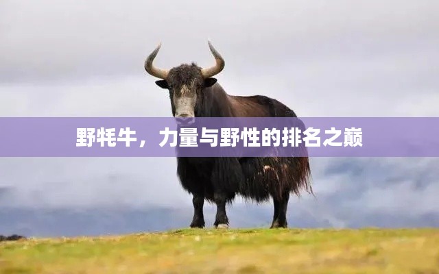 野牦牛，力量与野性的排名之巅