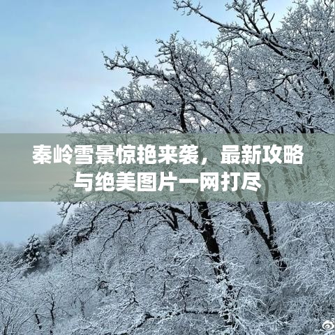 秦岭雪景惊艳来袭，最新攻略与绝美图片一网打尽