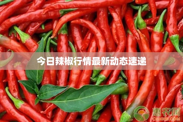 今日辣椒行情最新动态速递