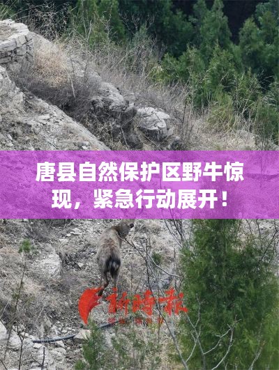 唐县自然保护区野牛惊现，紧急行动展开！