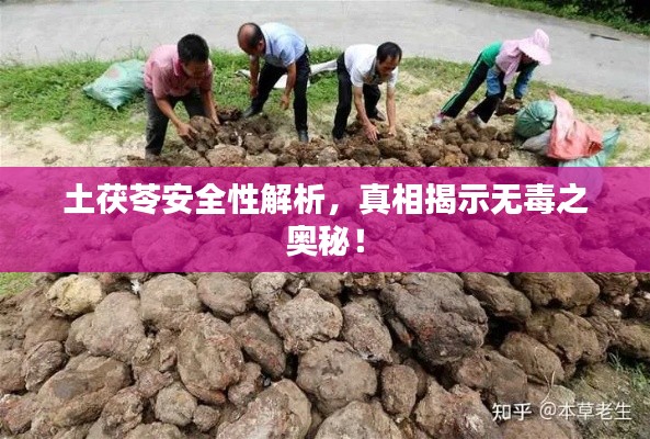 土茯苓安全性解析，真相揭示无毒之奥秘！