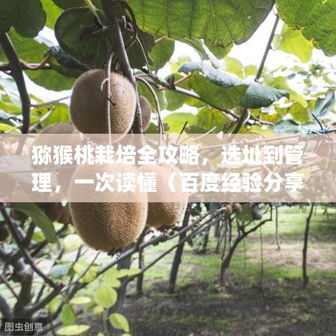 猕猴桃栽培全攻略，选址到管理，一次读懂（百度经验分享）