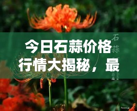今日石蒜价格行情大揭秘，最新报告全面解析！