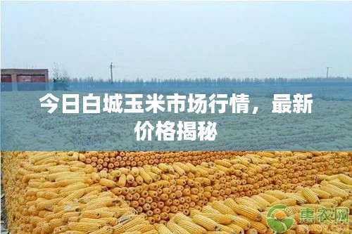 今日白城玉米市场行情，最新价格揭秘
