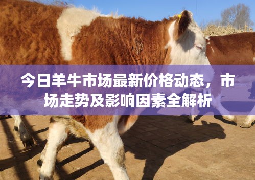 今日羊牛市场最新价格动态，市场走势及影响因素全解析