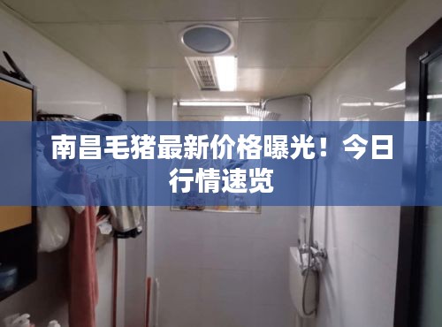 南昌毛猪最新价格曝光！今日行情速览