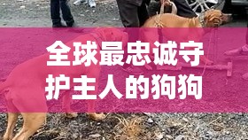 全球最忠诚守护主人的狗狗排行榜！