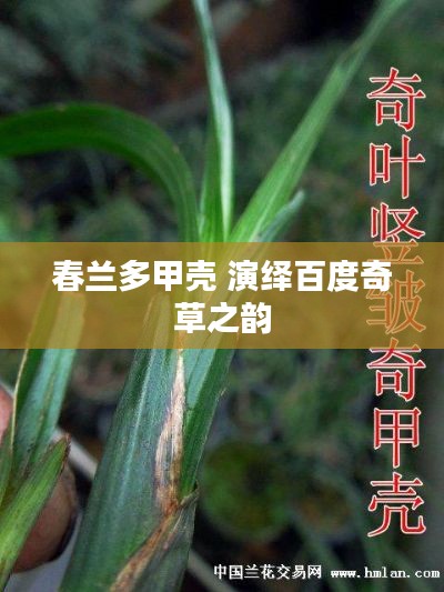 春兰多甲壳 演绎百度奇草之韵