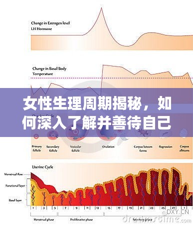 女性生理周期揭秘，如何深入了解并善待自己？