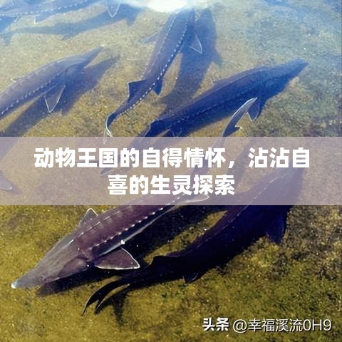 动物王国的自得情怀，沾沾自喜的生灵探索