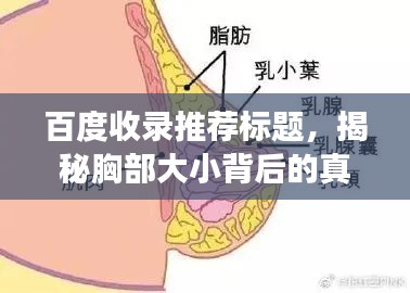百度收录推荐标题，揭秘胸部大小背后的真相，深入了解与探讨的百度视角。
