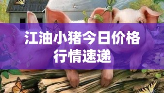 江油小猪今日价格行情速递