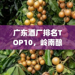 广东酒厂排名TOP10，岭南酿酒文化探秘之旅