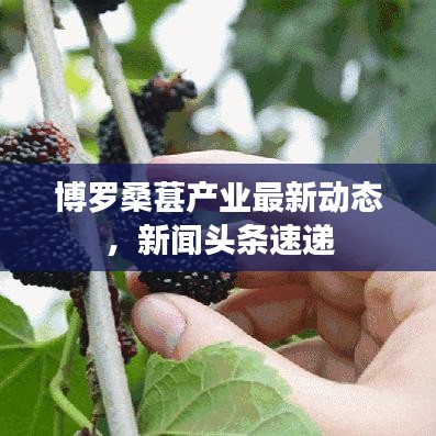 博罗桑葚产业最新动态，新闻头条速递