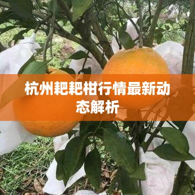 杭州耙耙柑行情最新动态解析