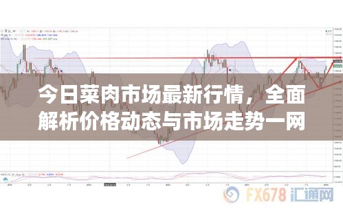 今日菜肉市场最新行情，全面解析价格动态与市场走势一网打尽！