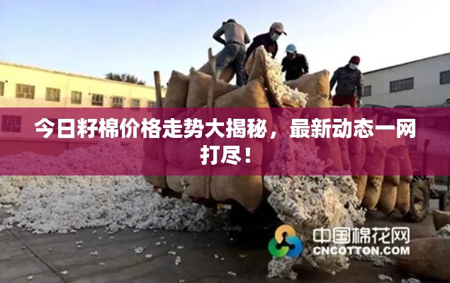 今日籽棉价格走势大揭秘，最新动态一网打尽！