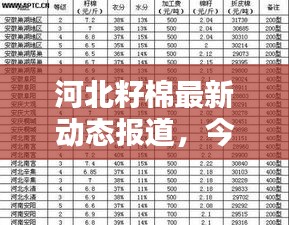 河北籽棉最新动态报道，今日更新消息抢先看！