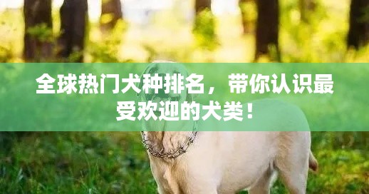 全球热门犬种排名，带你认识最受欢迎的犬类！