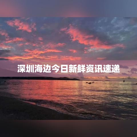 深圳海边今日新鲜资讯速递