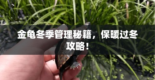 金龟冬季管理秘籍，保暖过冬攻略！
