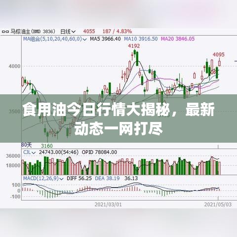 食用油今日行情大揭秘，最新动态一网打尽