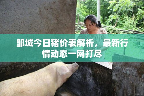 邹城今日猪价表解析，最新行情动态一网打尽