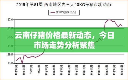 云南仔猪价格最新动态，今日市场走势分析聚焦