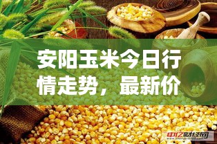 安阳玉米今日行情走势，最新价格动态一网打尽