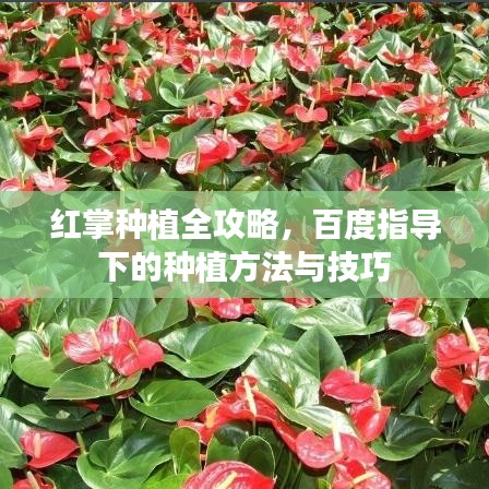 红掌种植全攻略，百度指导下的种植方法与技巧