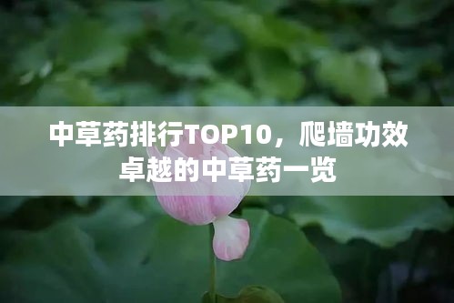 中草药排行TOP10，爬墙功效卓越的中草药一览