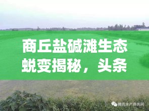 商丘盐碱滩生态蜕变揭秘，头条新闻直播见证奇迹之路