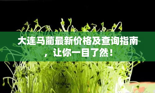 大连马蔺最新价格及查询指南，让你一目了然！