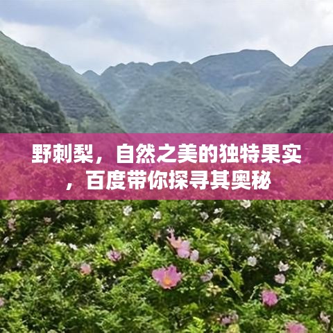 野刺梨，自然之美的独特果实，百度带你探寻其奥秘